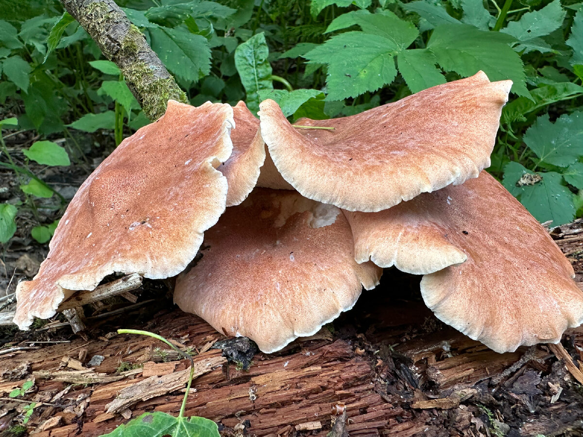  В лесу сухо, но грибами разжиться можно!   Вероятно многим из вас уже встречались грибы, которые я представляю на фото ниже!