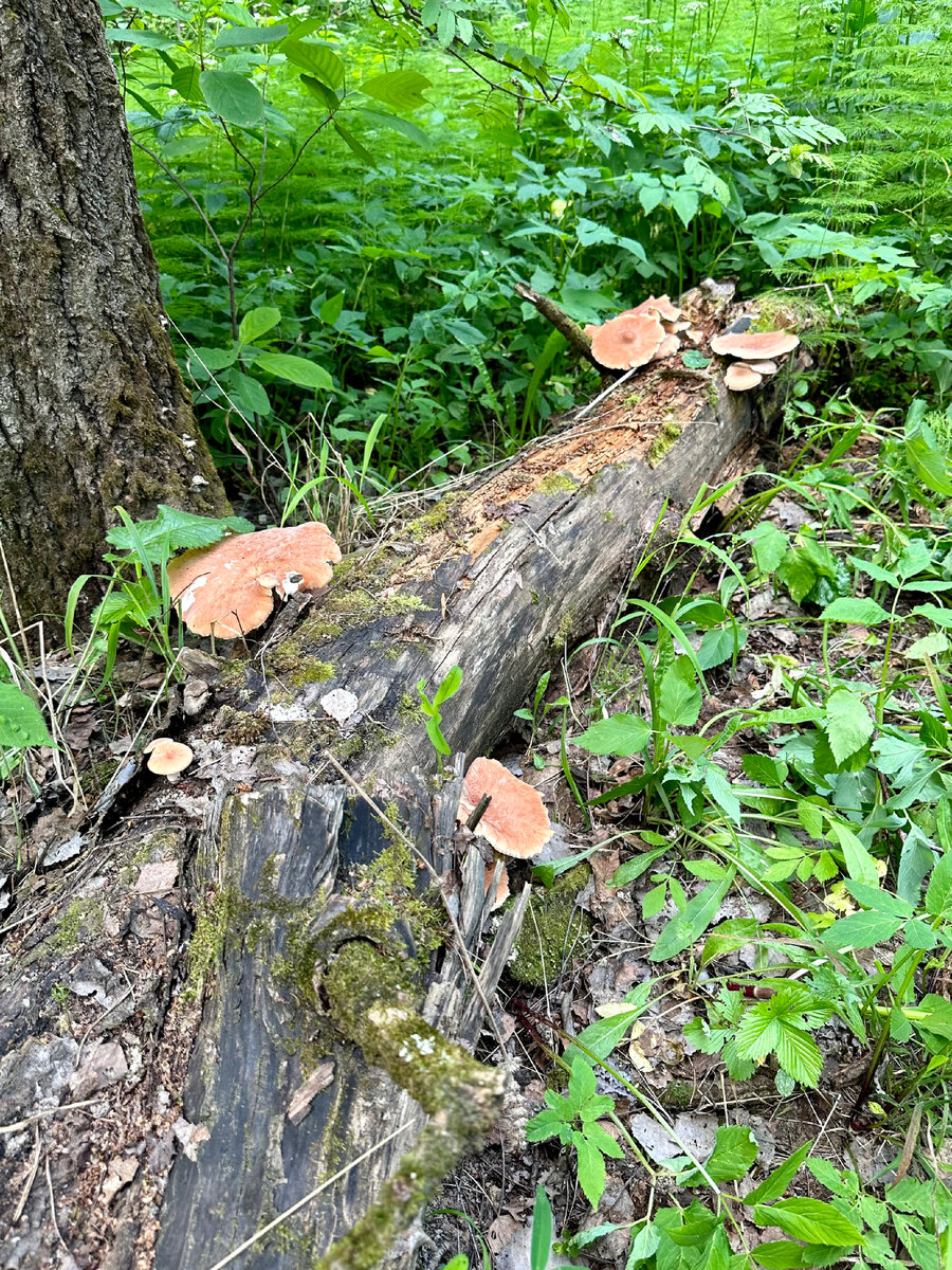  В лесу сухо, но грибами разжиться можно!   Вероятно многим из вас уже встречались грибы, которые я представляю на фото ниже!-2