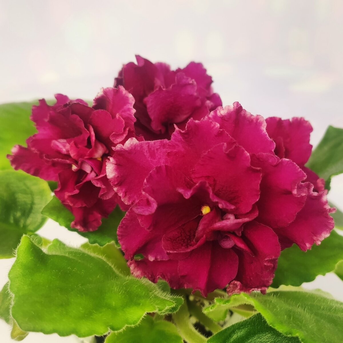 KZ-Храброе Сердце