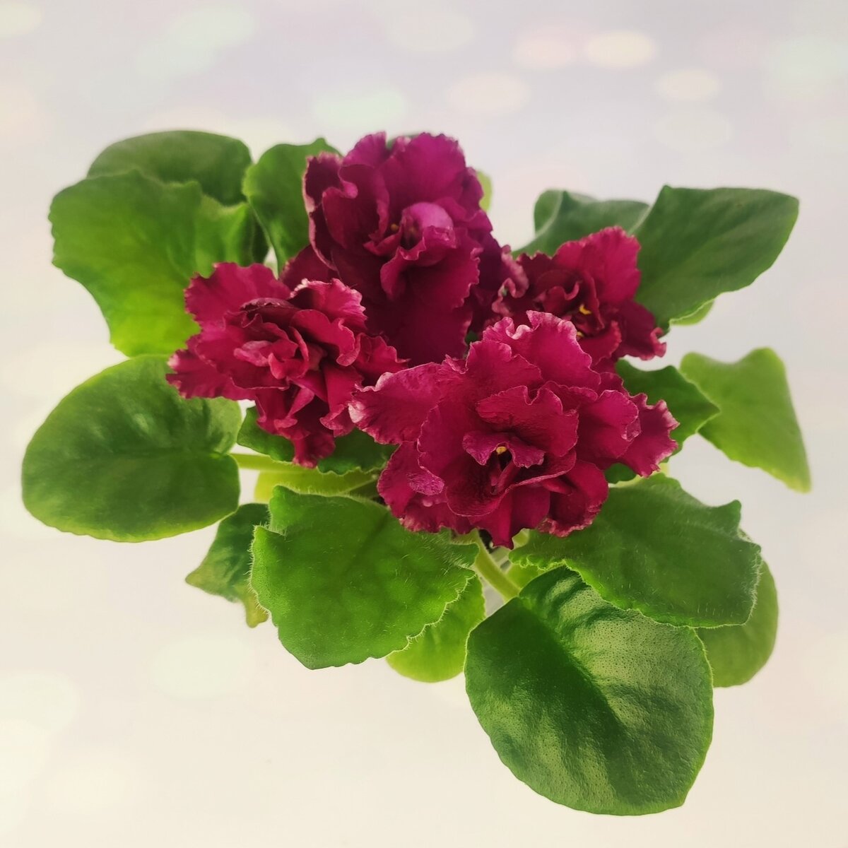 KZ-Храброе Сердце