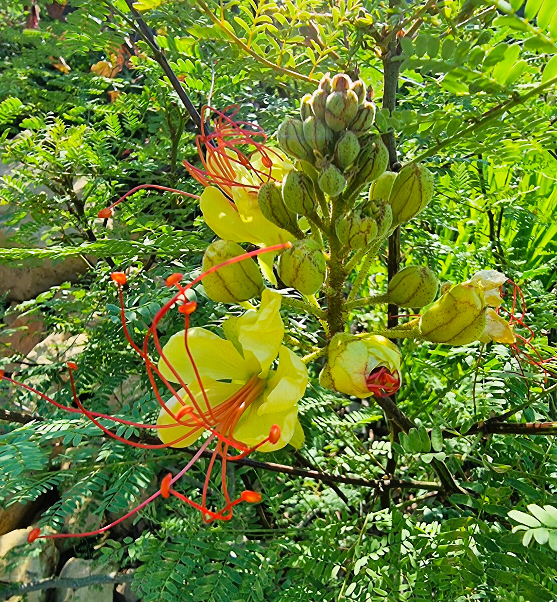 Caesalpinia gilliesii радует цветением в моем саду. Анапа. 