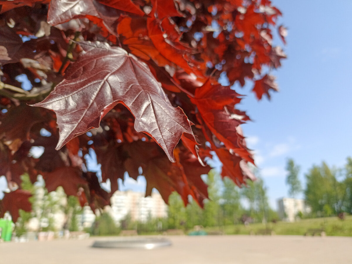 Клен в смоленском парке. Листайте галерею