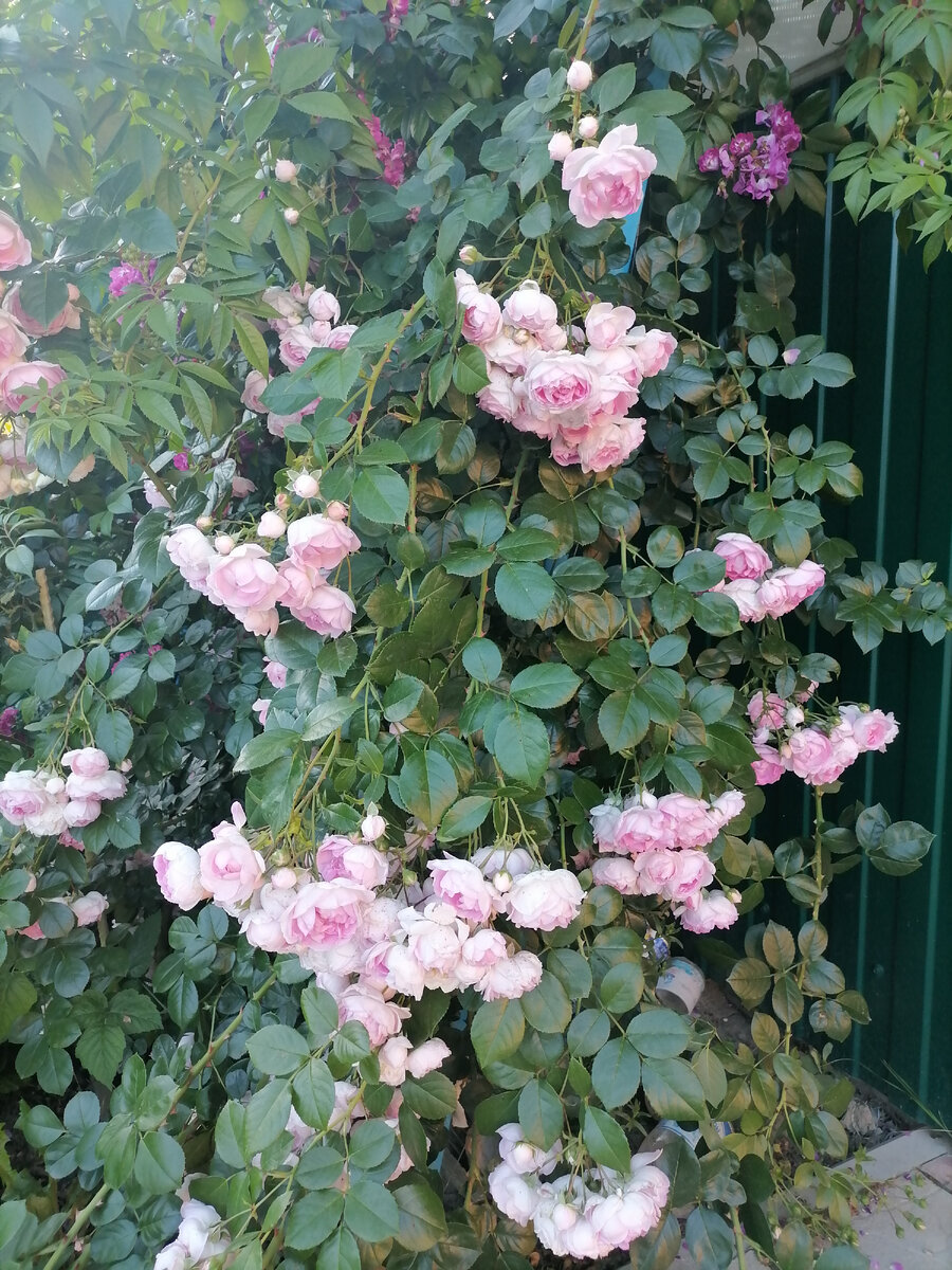 Плетистые розы. Такое впечатление, что растут вверх ногами. 