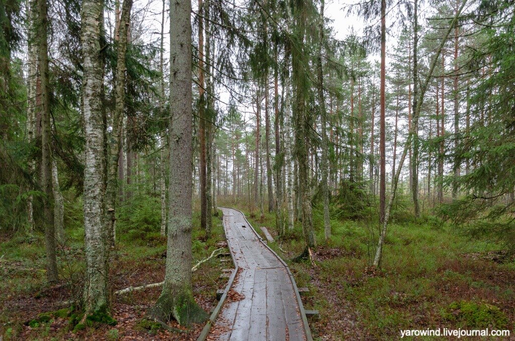 Болота парка Торронсуо, Финляндия