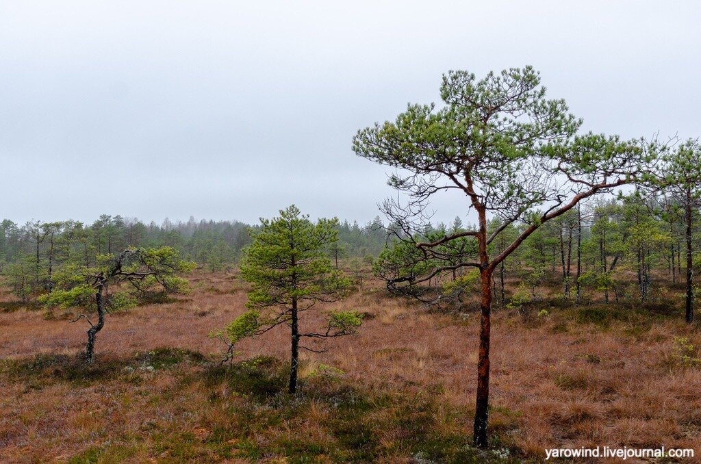 Болота парка Торронсуо, Финляндия