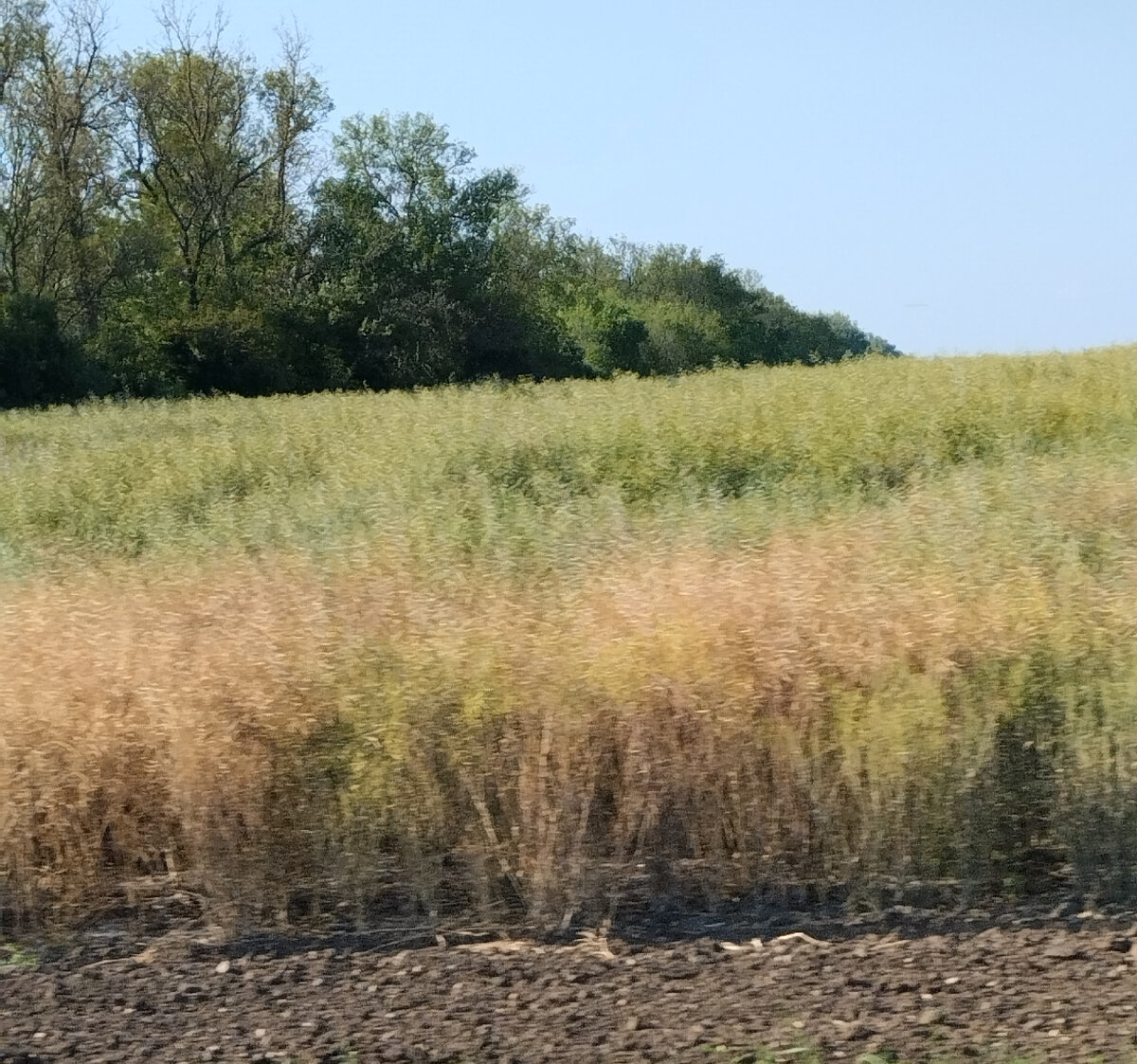 Кудрявое поле.