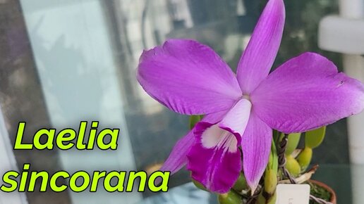 Laelia sincorana. Первое домашнее цветение.