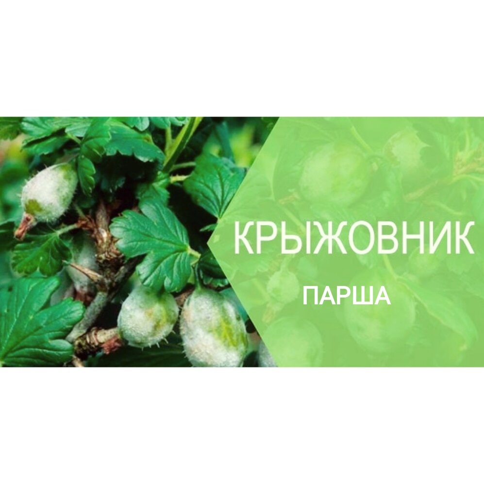 Если на крыжовнике появилась парша – краткое описание проблемы и варианты  ее решения | Эффективно и просто — комнатные растения, сад и огород | Дзен