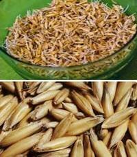 овес целебный