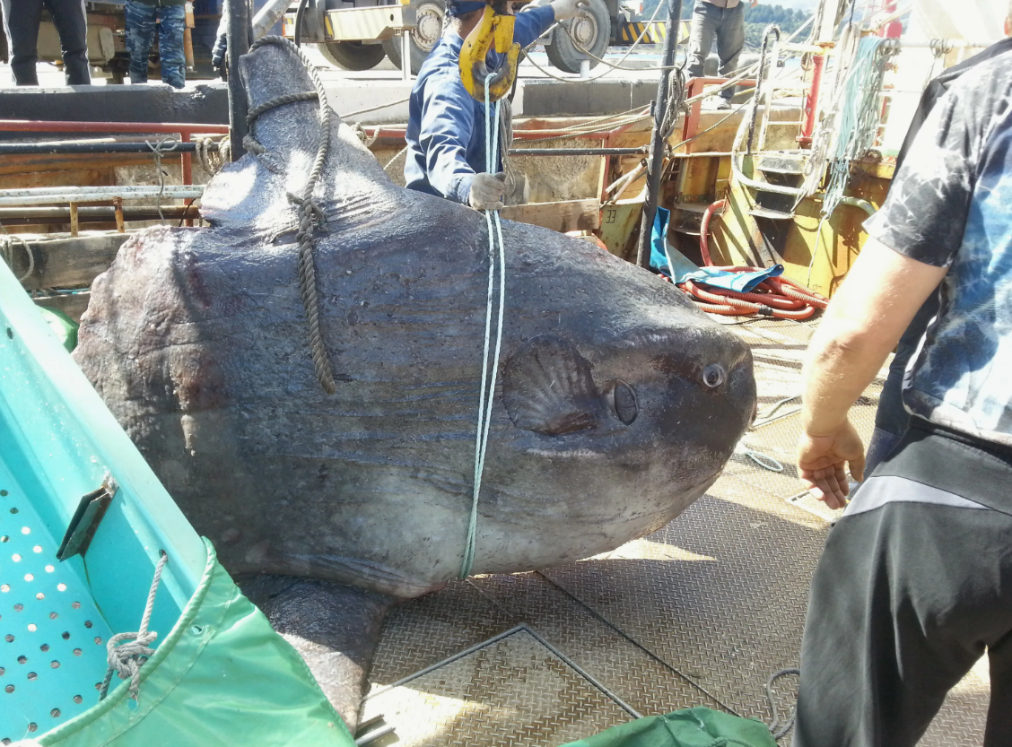 Рыба луна и акула. Рыба луна вес. Рыба луна вес. Рыба луна вес. A giant sunfish.