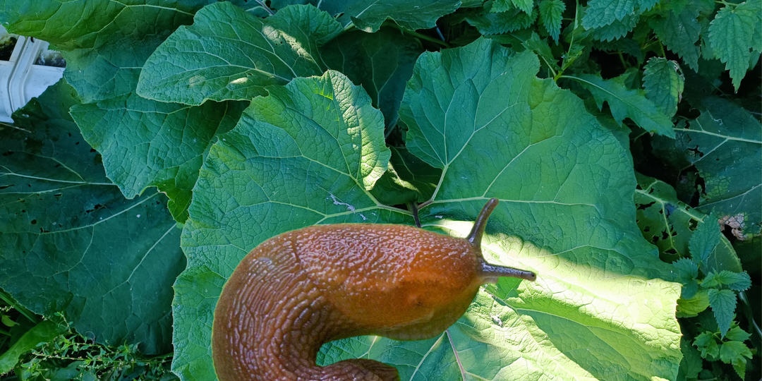 Уничтожаем слизней 12-ю доступными способами