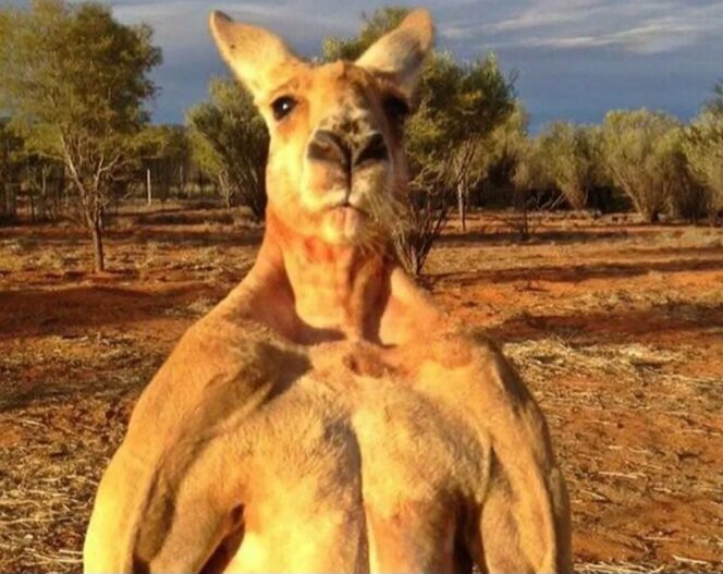 Вот он какой красавчик! Все фото из открытых источников.