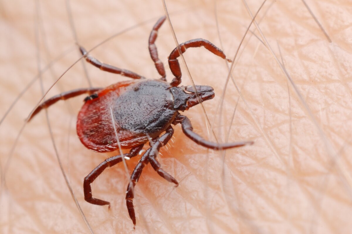    Встретить клеща сегодня можно даже в городском парке