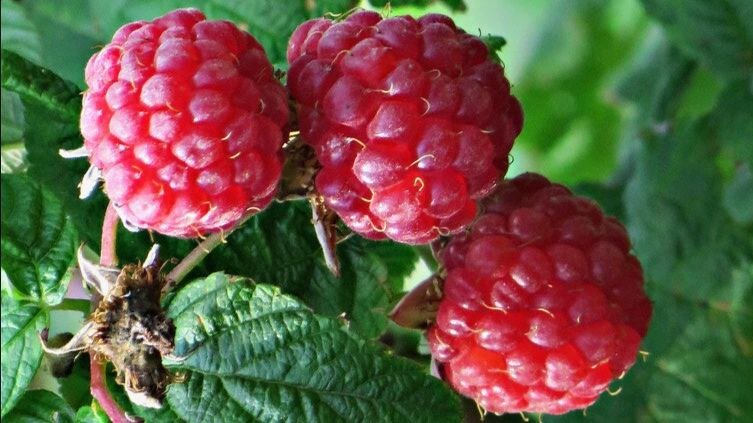 Не пренебрегаем поливом, чтоб ягода была сладкой! И не переливаем!