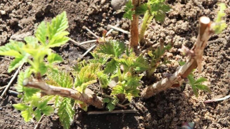 Обрезка малины важна на каждом этапе года жизни