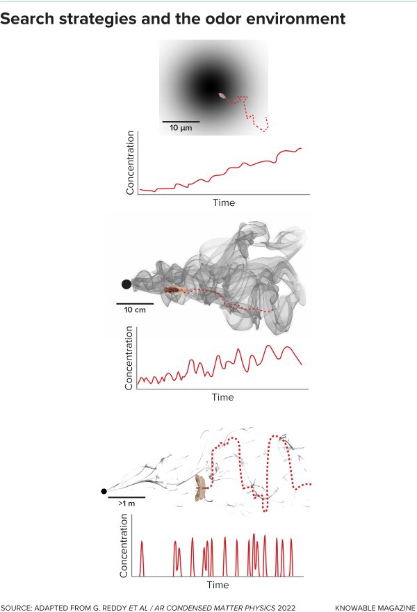    В каждом случае конкретная обстановка диктует наилучшую стратегию поиска источника запаха. Если молекулы равномерно распространяются от источника (рисунок вверху), он будет находиться в центре облака. Поэтому животное может просто направиться в сторону самой высокой концентрации запаха. В турбулентном шлейфе эта стратегия тоже может работать, когда животное находится близко к источнику (рисунок в центре), несмотря на неравномерную концентрацию запаха. Если животное находится далеко от источника (рисунок внизу), шлейф дробится на отдельные «пакеты», запах ловится лишь периодически. В этом случае требуется более сложная стратегия поиска, в соответствии с которой животное перемещается каждый раз, когда теряет след / © G. REDDY ET AL., AR CINDENSED MATTER PHYSICS 2022