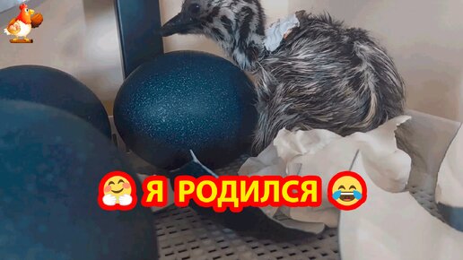 Эму вылупляется и прогулки на траве подрастающих страусят ❣️🤗😂