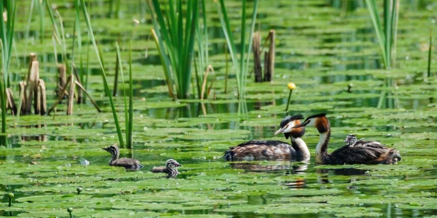   Алёна Бобрович.