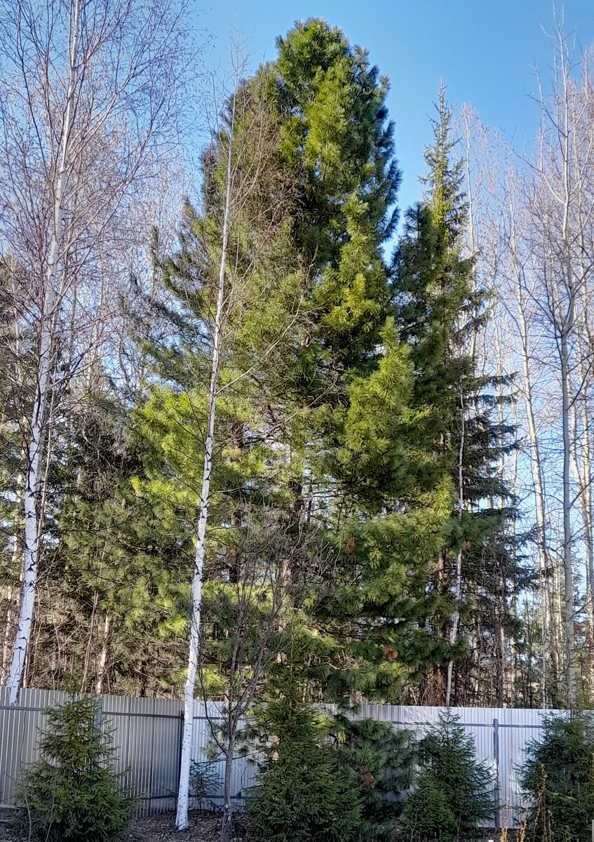 Елки тоже подросли. Можно наряжать на Новый год, без отрыва от земли.