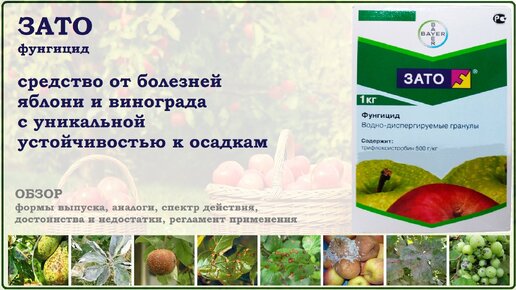 Зато - средство от болезней яблони, груши и винограда с уникальной устойчивостью к осадкам. Обзор