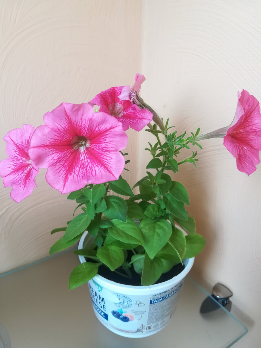 Петуния "Алла"