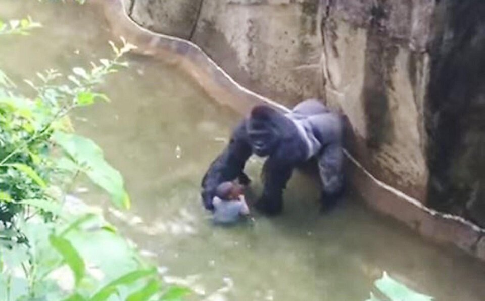 Харамбе рядом с малышом