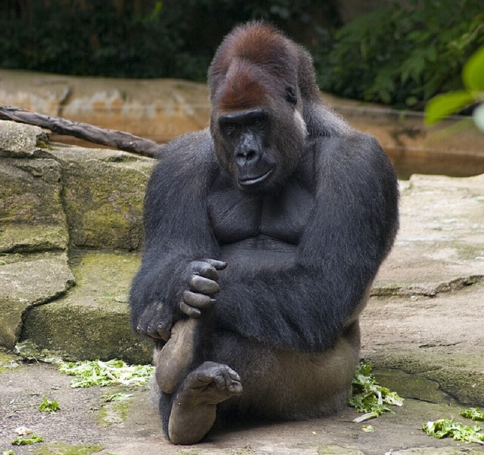 Harambee на суахили значит «толока» (форма взаимопомощи крестьян друг другу)