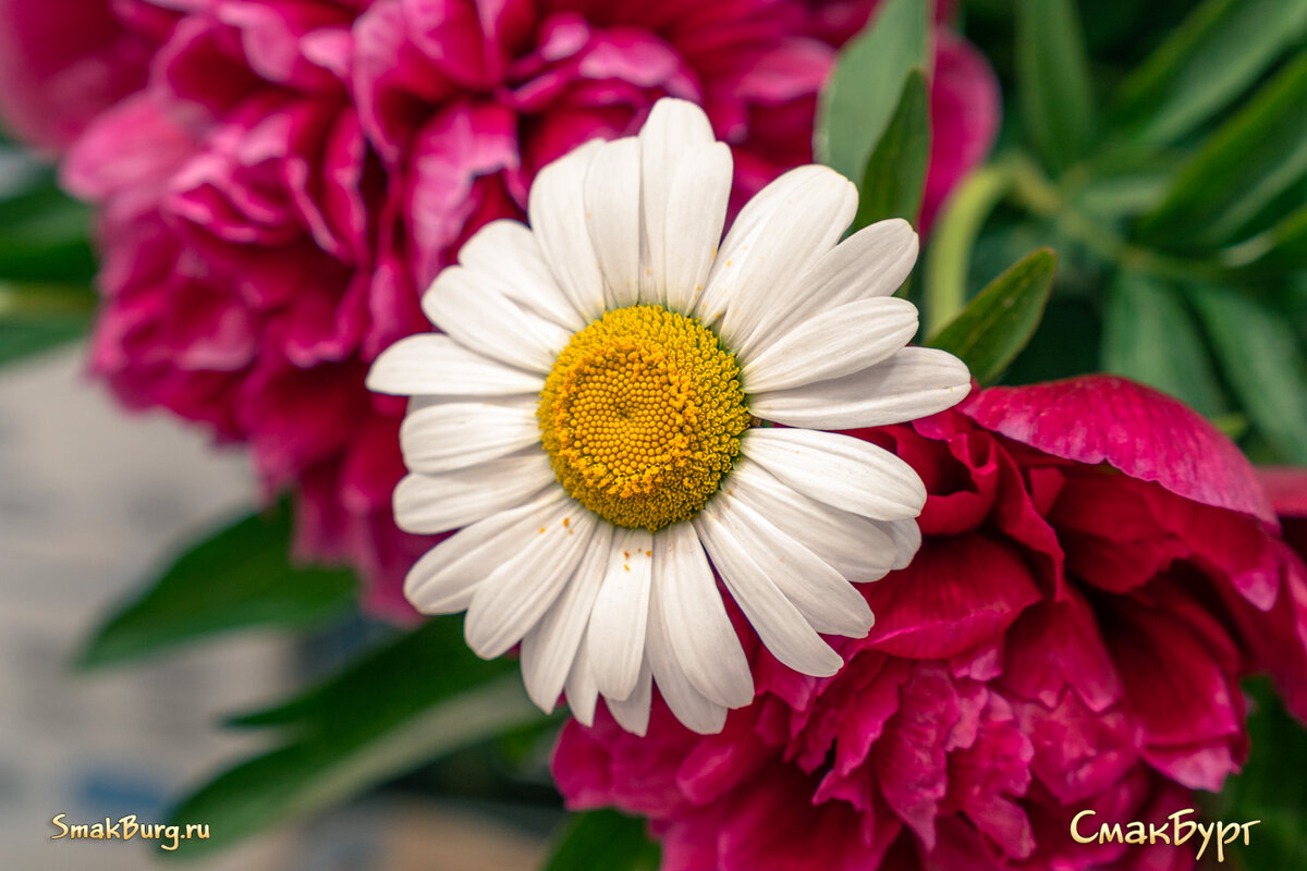 Шикарный летний букет. Он поднимет настроение и поможет вам рассекретить любое блюдо!