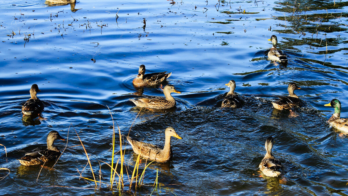 Фото с просторов интернета