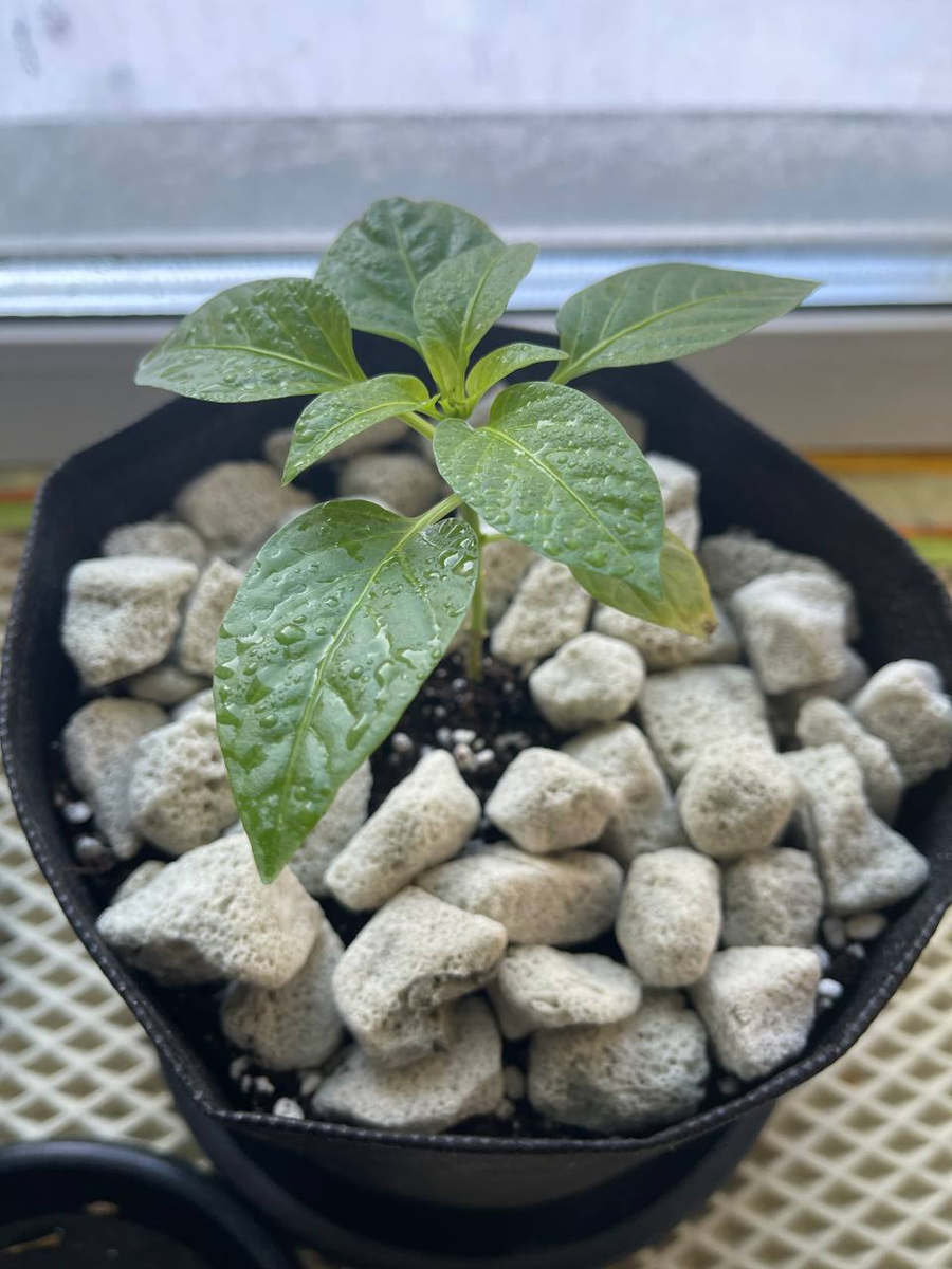 Пересадила сладкий перец Кузя