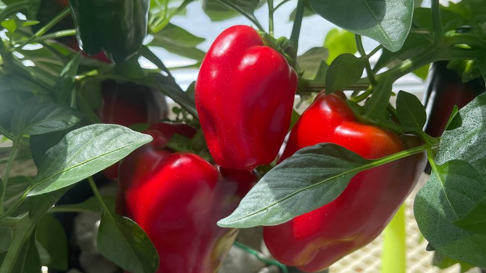 Сладкий перец Кузя на подоконнике с применением удобрений и стимуляторов от Hesi