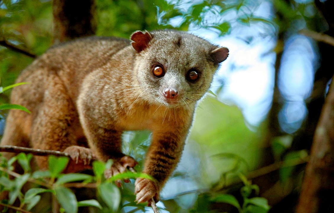 А вот это олингито. Как говорится, найдите 10 отличий. Фото: animals.pibig.info