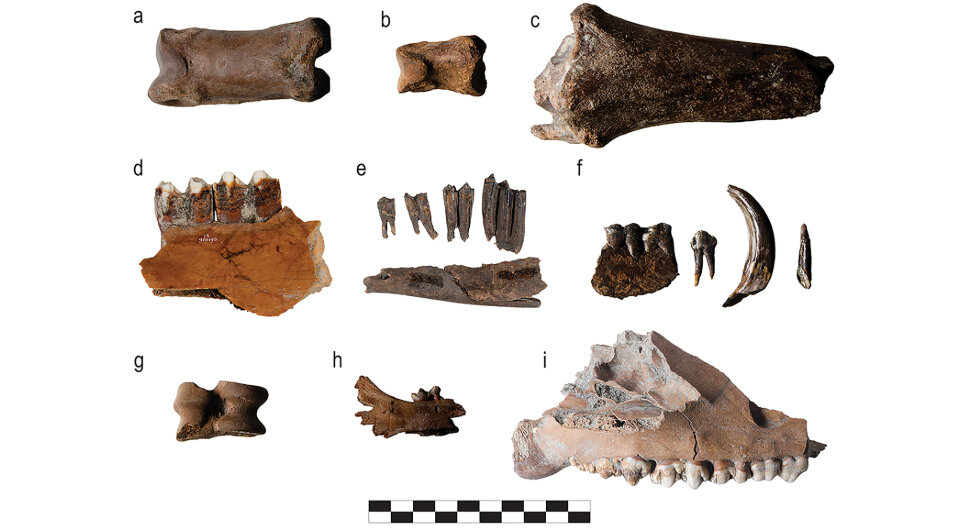   Nathalie Brusgaard et al. / Antiquity, 2024