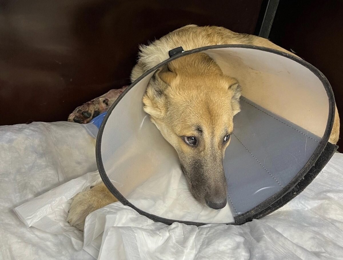    Волонтеры решили помочь пушистику и принесли его в ветгоспиталь