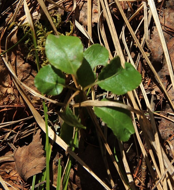 боровая матка умеет прятаться