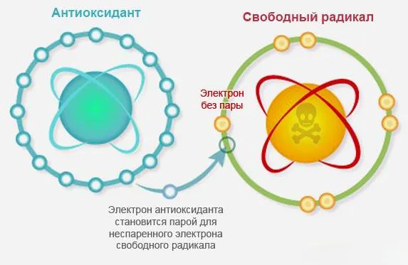Антиоксидантная система организма нейтрализует свободные радикалы