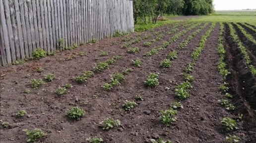 Пришла пора окучивать картошку