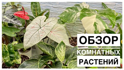 Обзор комнатных растений | 31.05.2024г.