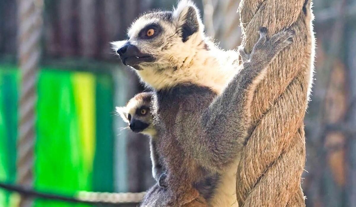     Мама лемур с детёнышем. Источник: mos.ru Автор фото: Пресс-служба Московского зоопарка