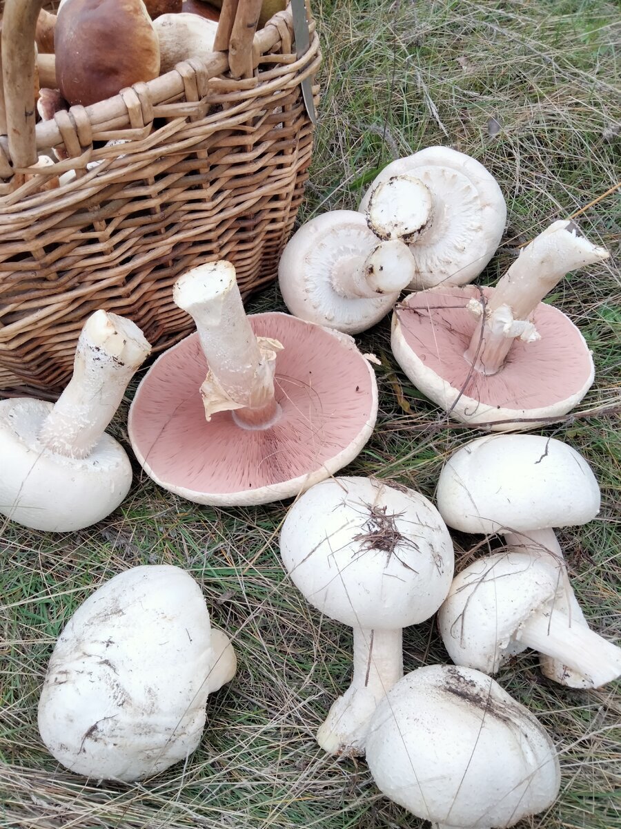 Автор фото Мухам мор