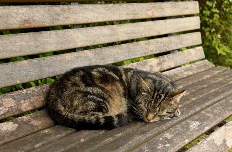 Из свободных источников