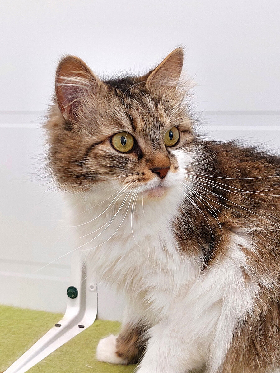 Совушка в приюте. Фото автора.