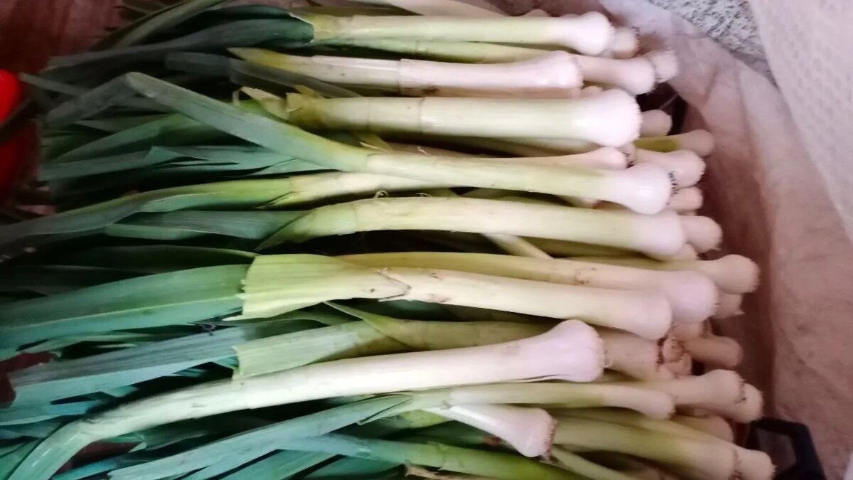 Фото подписчицы Дачного агронома