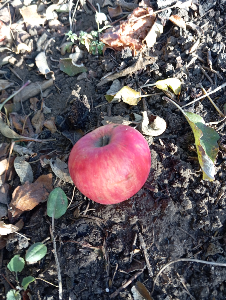 Осеннее яблочко. 