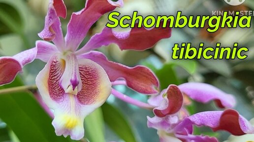 Schomburgkia tibicinis очередное домашнее цветение.