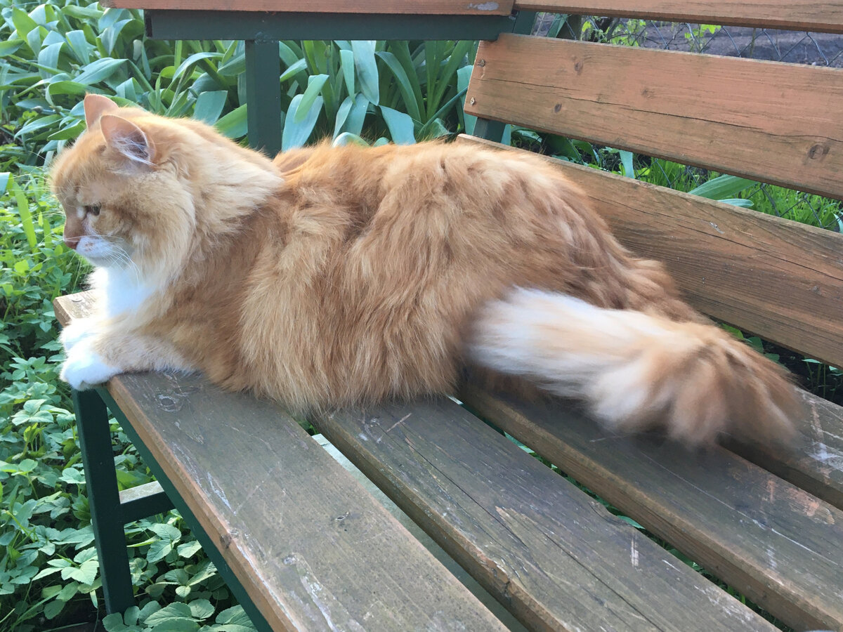 Беша. Фото автора