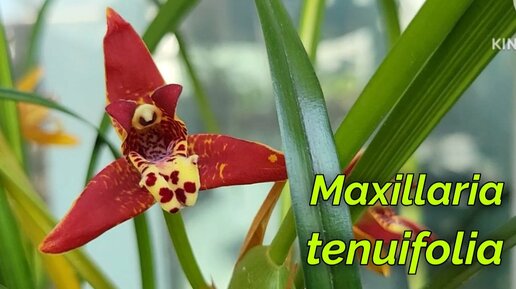 Maxillaria tenuifolia очередное домашнее цветение.