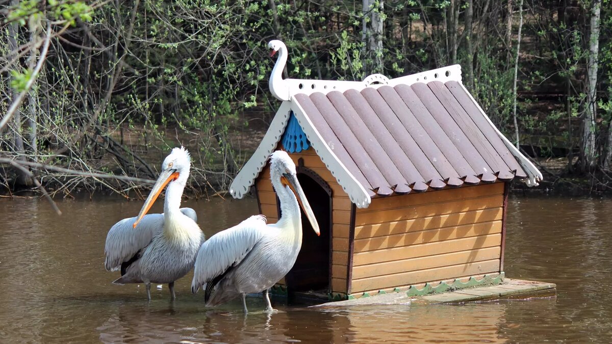     Источник: vk.com/zoolimpopo