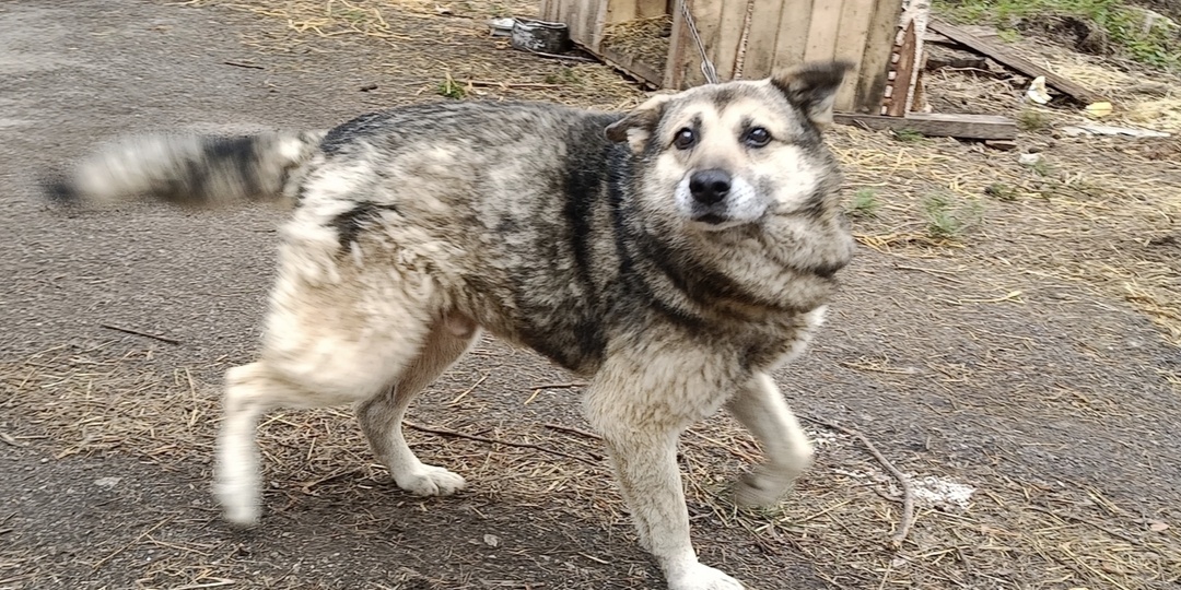 Старость –это черная метка для собаки в приюте