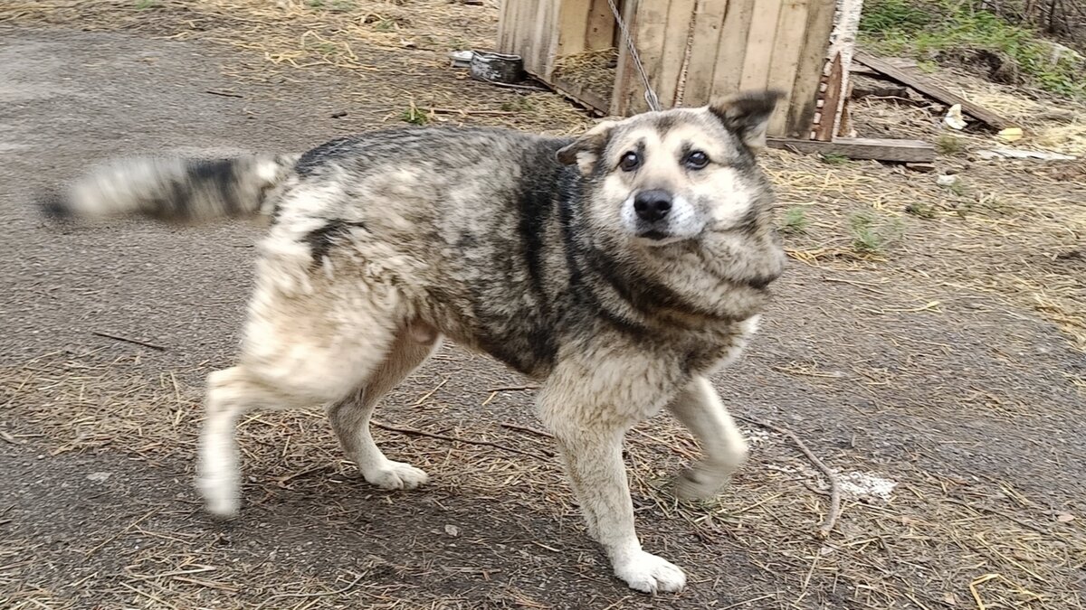Серый.
